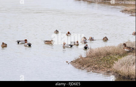 Un piccolo gregge di Wigeon nuoto Foto Stock