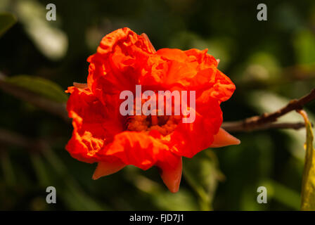 Rosso brillante fiore di melograno sul ramo di albero closeup con fogliame sullo sfondo. Foto Stock