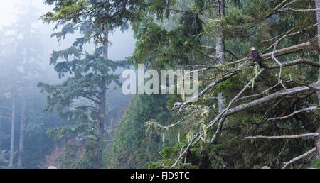 Un aquila calva sulla costa dell'isola di Vancouver, British Columbia su un nebbioso giorno Foto Stock
