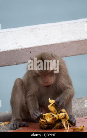 Monkey eating banana Foto Stock