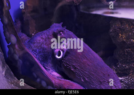 Polpo di scoglio. La fauna animale. Foto Stock