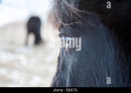 Pony islandese in cerchio rGolden, Islanda Foto Stock