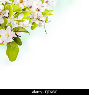Cherry Blossoms oltre sfocata sullo sfondo della natura Foto Stock