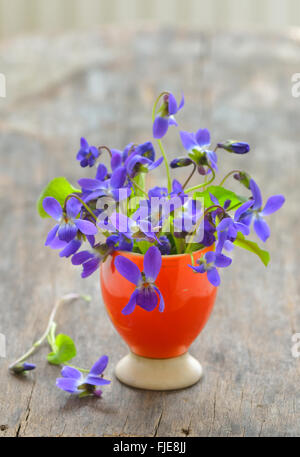 Viole fiori (Viola odorata) su uno sfondo di legno Foto Stock