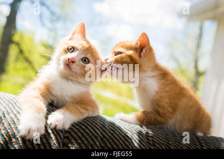 Due simpatici gattini giocando sul lettino Foto Stock