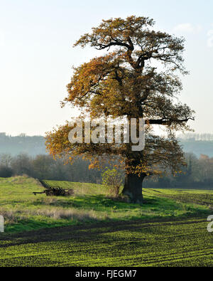 Farnia (Quercus robur) su terreno coltivato. Un rurale scena invernale nel Somerset, Regno Unito, dominata da una grande quercia ombra di colata Foto Stock