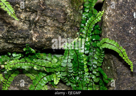 Maidenhair spleenwort (Asplenium trichomanes ssp. quadrivalens). Piccola felce in famiglia Aspleniaceae, crescente tra rocce Foto Stock