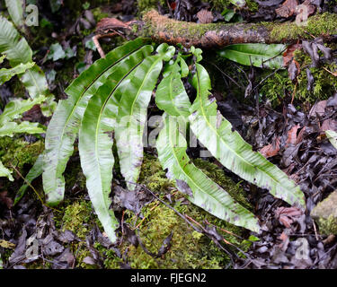 Hart la linguetta (felci Asplenium scolopendrium). Upperside di semplice, indiviso fronde di felce in un bosco britannico Foto Stock