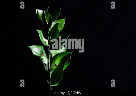 Il pungitopo (Ruscus aculeatus). Un arbusto nella famiglia di asparagi (Asparagaceae), con semi portati singolarmente in cladodi Foto Stock