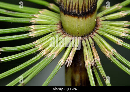 Grande equiseto (Equisetum telmateia). Close up di rami emergenti dal axils di un anello di brattee Foto Stock