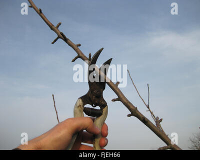 Cesoie per la potatura di alberi. Lavorare nel giardino del. Il taglio di rami, il ripristino dell'ordine. La cura per gli alberi del giardino. Foto Stock