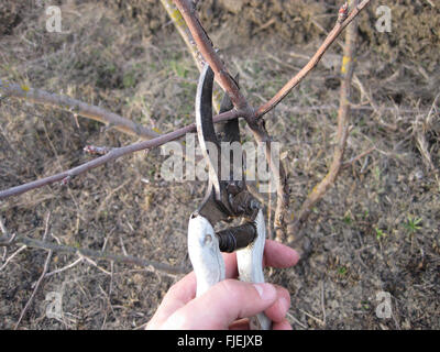Cesoie per la potatura di alberi. Lavorare nel giardino del. Il taglio di rami, il ripristino dell'ordine. La cura per gli alberi del giardino. Foto Stock