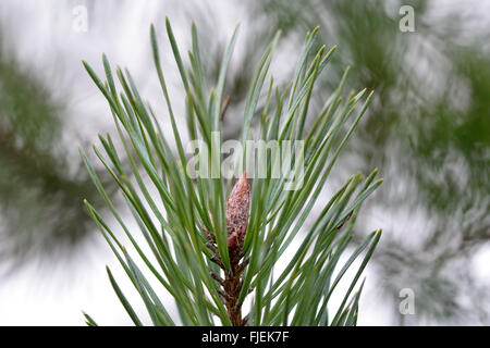 Di pino silvestre (Pinus sylvestris) bud e aghi. Close up bud con foglie su conifera albero in famiglia Pinaceae Foto Stock