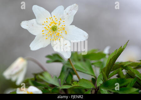 Legno (anemone Anemone nemorosa ,). Bassa impianto boschivo in il ranuncolo famiglia (Ranunculaceae), cuscinetto attraente fiori bianchi. Foto Stock