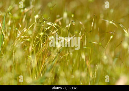 Moss. Sporophytes su un intrico di giallo-verde briofite, visto da molto bassa prospettiva Foto Stock