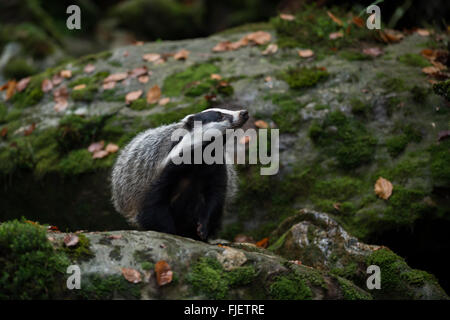 Unione Badger / Europaeischer Dachs ( Meles meles ), adulto, sulle rocce, mantiene il suo naso nel vento, il vivo senso di odore. Foto Stock