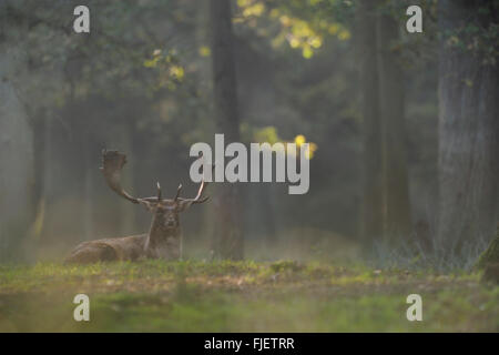 Fallow Deer / Damhirsch ( Dama dama ) che riposa su una radura nascosta nel mezzo di una foresta naturale, atmosfera mistica, bella luce, Europa. Foto Stock