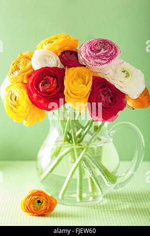 Ranunculus coloratissimi fiori in vaso su sfondo verde Foto Stock