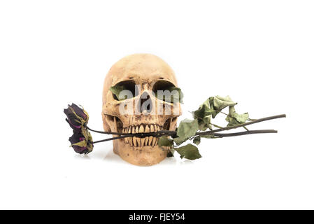 Ancora vita ,il cranio e la rosa a secco isolato su bianco Foto Stock