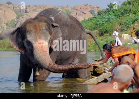 Un tempio elephant avente è quotidianamente nuotare nel fiume, Hampi, India Foto Stock