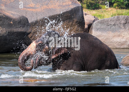 Un tempio elephant avente è quotidianamente nuotare nel fiume, Hampi, India Foto Stock