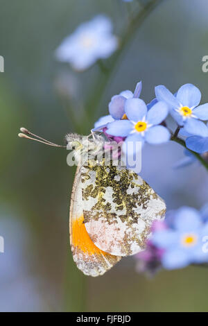 Punta arancione farfalla appoggiato sul dimenticare-me-non fiori Foto Stock