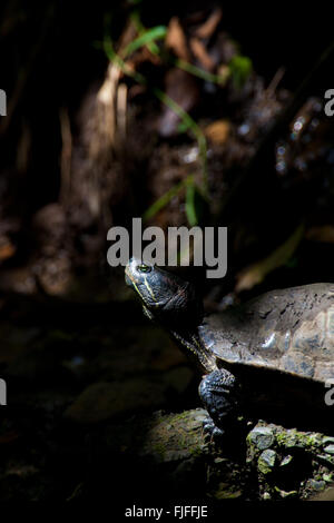 Rosso-eared Slider Turtle accanto ad un laghetto nel parco metropolitano, Repubblica di Panama. Foto Stock