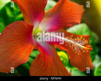 Rosso di fiori di ibisco testa in natura con limitata profondità di campo Foto Stock