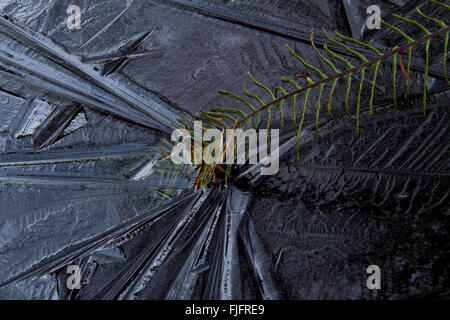 La formazione di ghiaccio processo: linee radiali in dark ghiaccio attorno una felce (Comune polypody, Polypodium vulgare) Foto Stock