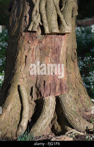 Tagliare gli steli di Edera su un tronco di albero nella campagna inglese. Regno Unito Foto Stock