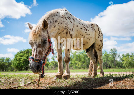 Pony marrone e bianco macchiato Shetland tethered in paddock Foto Stock