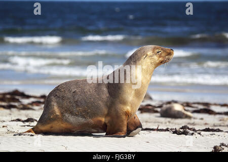 Australian Sea Lion (Neophoca cinerea) sulla spiaggia di Seal Bay, Kangaroo Island, South Australia, Australia. Foto Stock