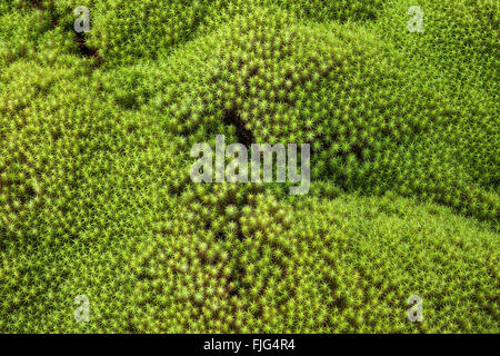 Moss Tappeto, comune Haircap Moss o grande Golden Maidenhair (Polytrichum comune), Reunion, Africa Foto Stock