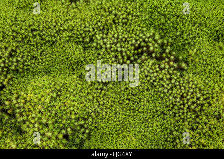 Moss Tappeto, comune Haircap Moss o grande Golden Maidenhair (Polytrichum comune), Reunion, Africa Foto Stock