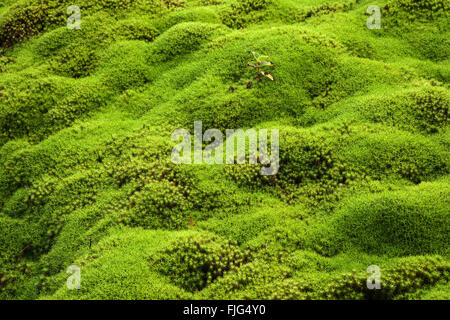 Moss Tappeto, comune Haircap Moss o grande Golden Maidenhair (Polytrichum comune), Reunion, Africa Foto Stock