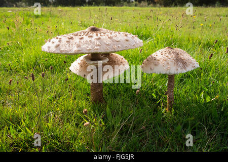 Parasol (fungo Macrolepiota procera) in un prato, Fischland-Darß-Zingst, Western Pomerania Area Laguna Parco Nazionale Foto Stock