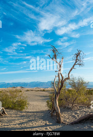 Cespugli di creosoto (larrea Purshia) in Mesquite Flat dune di sabbia, Valle della Morte, il Parco Nazionale della Valle della Morte, CALIFORNIA, STATI UNITI D'AMERICA Foto Stock