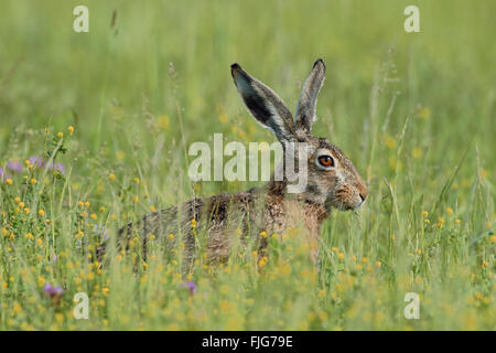 Brown Lepre / Europea Lepre / Feldhase ( Lepus europaeus ), adulti, si siede in un prato con fiori, alimentazione su erba, a molla. Foto Stock