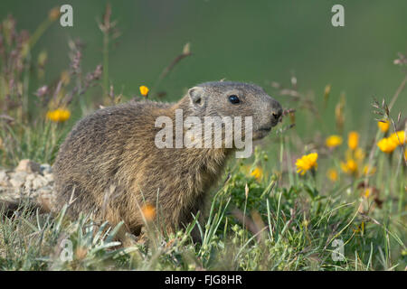 Alpine marmotta (Marmota marmota) in un prato di fiori, la prole, Alp Trida Samnaun del Cantone dei Grigioni, Svizzera Foto Stock
