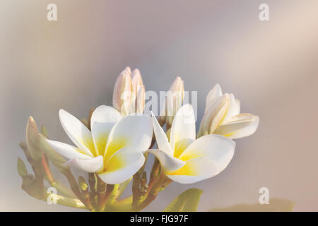 Romantica atmosfera morbida di colore giallo di frangipani fiore bianco Foto Stock