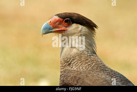 Crestato meridionale (Caracara Polyborus plancus), Ritratto, Pantanal, Mato Grosso, Brasile Foto Stock