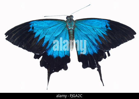 Farfalla tropicale blu Papilio ulisse isolato su bianco Foto Stock