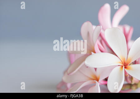 Mazzetto di colore rosa e bianco frangipani / plumeria con spazio di copia Foto Stock