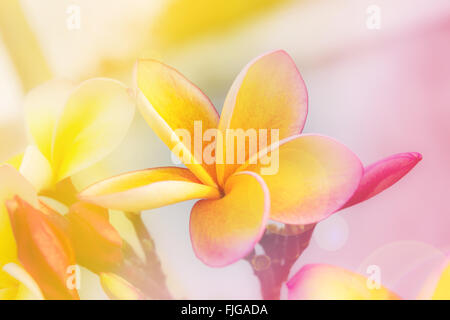 Romantica atmosfera morbida di colore giallo di frangipani fiore rosa Foto Stock