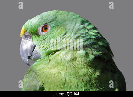 Giallo Naped Amazon (amazona auropalliata) Foto Stock