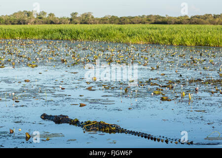 Coccodrillo d'acqua salata (crocodylus porosus) in zone umide con ninfee nel Parco Nazionale di Kakadu, territorio del Nord, NT, Australia Foto Stock