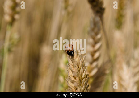 Ladybug su una testata grano nei campi Foto Stock