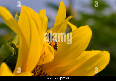 Il miele delle api foraggio di nettare e di polline in un giallo girasole Foto Stock