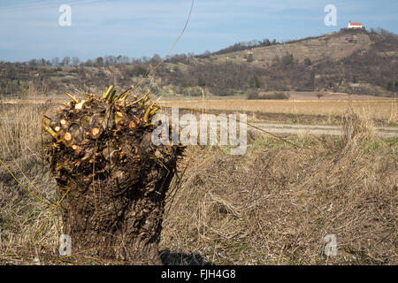 Annodato willow tagliati di recente con collina sullo sfondo del paesaggio Foto Stock