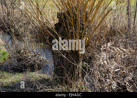Annodato willow con fresca giovani germogli in primavera oltre runnel Foto Stock
